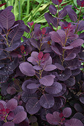 Royal Purple Smokebush (Cotinus coggygria 'Royal Purple') at Harvard Nursery