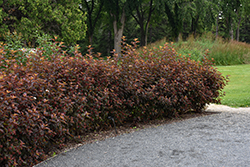 Center Glow Ninebark (Physocarpus opulifolius 'Center Glow') at Harvard Nursery