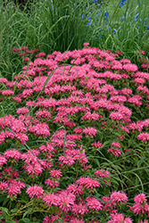 Marshall's Delight Beebalm (Monarda 'Marshall's Delight') at Harvard Nursery