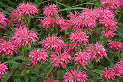 Marshall's Delight Beebalm (Monarda 'Marshall's Delight') at Harvard Nursery