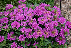 Grand Parade Beebalm (Monarda 'Grand Parade') at Harvard Nursery