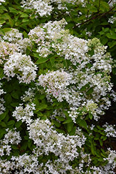 Pee Gee Hydrangea (Hydrangea paniculata 'Grandiflora') at Harvard Nursery