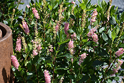 Ruby Spice Summersweet (Clethra alnifolia 'Ruby Spice') at Harvard Nursery