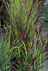 Shenandoah Reed Switch Grass (Panicum virgatum 'Shenandoah') at Harvard Nursery