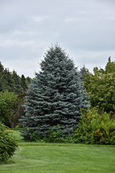 Fat Albert Blue Spruce (Picea pungens 'Fat Albert') at Harvard Nursery