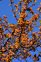 Golden Raindrops Flowering Crab (Malus 'Schmidtcutleaf') at Harvard Nursery
