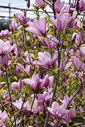 Jane Magnolia (Magnolia 'Jane') at Harvard Nursery