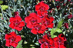 Fire Star Pinks (Dianthus 'Devon Xera') at Harvard Nursery