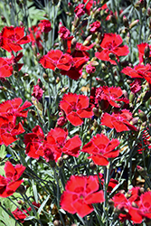 Fire Star Pinks (Dianthus 'Devon Xera') at Harvard Nursery