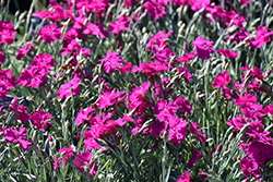 Neon Star Pinks (Dianthus 'Neon Star') at Harvard Nursery
