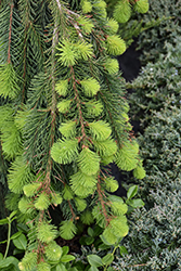 Weeping Norway Spruce (Picea abies 'Pendula') at Harvard Nursery