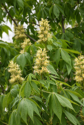 Ohio Buckeye (Aesculus glabra) at Harvard Nursery