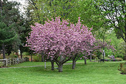 Kwanzan Flowering Cherry (Prunus serrulata 'Kwanzan') at Harvard Nursery