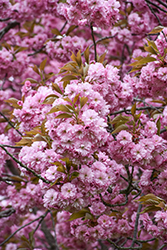 Kwanzan Flowering Cherry (Prunus serrulata 'Kwanzan') at Harvard Nursery