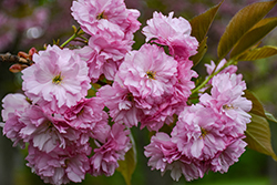 Kwanzan Flowering Cherry (Prunus serrulata 'Kwanzan') at Harvard Nursery