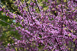 Eastern Redbud (Cercis canadensis) at Harvard Nursery