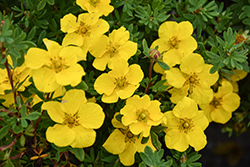 Happy Face Yellow Potentilla (Potentilla fruticosa 'Lundy') at Harvard Nursery