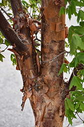 Paperbark Maple (Acer griseum) at Harvard Nursery