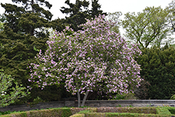 Jane Magnolia (Magnolia 'Jane') at Harvard Nursery