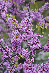 Eastern Redbud (Cercis canadensis) at Harvard Nursery