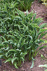 Praying Hands Hosta (Hosta 'Praying Hands') at Harvard Nursery