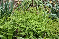 Northern Maidenhair Fern (Adiantum pedatum) at Harvard Nursery