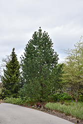 Vanderwolf's Pyramid Pine (Pinus flexilis 'Vanderwolf's Pyramid') at Harvard Nursery