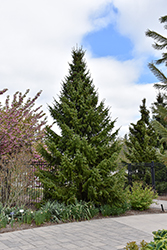 Serbian Spruce (Picea omorika) at Harvard Nursery