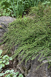 Tom Thumb Cotoneaster (Cotoneaster apiculatus 'Tom Thumb') at Harvard Nursery