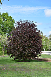 Rivers Purple Beech (Fagus sylvatica 'Riversii') at Harvard Nursery