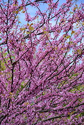 Eastern Redbud (tree form) (Cercis canadensis '(tree form)') at Harvard Nursery
