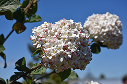 Koreanspice Viburnum (Viburnum carlesii) at Harvard Nursery