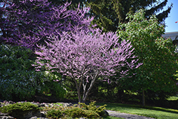 Eastern Redbud (Cercis canadensis) at Harvard Nursery