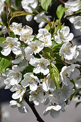 Snowdrift Flowering Crab (Malus 'Snowdrift') at Harvard Nursery