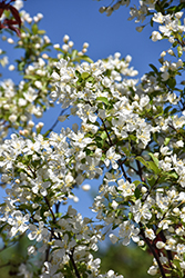 Red Jewel Flowering Crab (Malus 'Red Jewel') at Harvard Nursery