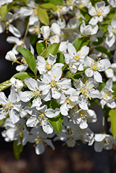 Red Jewel Flowering Crab (Malus 'Red Jewel') at Harvard Nursery