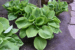 Sum and Substance Hosta (Hosta 'Sum and Substance') at Harvard Nursery