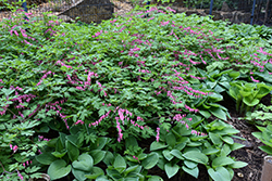 Common Bleeding Heart (Dicentra spectabilis) at Harvard Nursery