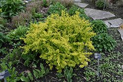 Golden Japanese Barberry (Berberis thunbergii 'Aurea') at Harvard Nursery