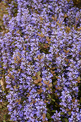 Chocolate Chip Bugleweed (Ajuga reptans 'Chocolate Chip') at Harvard Nursery