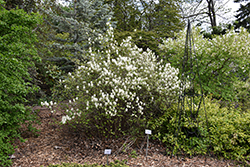 Beaver Creek Dwarf Fothergilla (Fothergilla gardenii 'KLMtwo') at Harvard Nursery