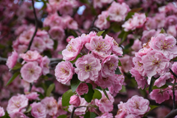 Brandywine Flowering Crab (Malus 'Brandywine') at Harvard Nursery