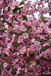 Brandywine Flowering Crab (Malus 'Brandywine') at Harvard Nursery