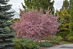 Brandywine Flowering Crab (Malus 'Brandywine') at Harvard Nursery
