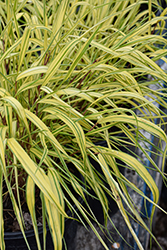 Golden Variegated Hakone Grass (Hakonechloa macra 'Aureola') at Harvard Nursery