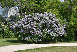 Common Lilac (Syringa vulgaris) at Harvard Nursery