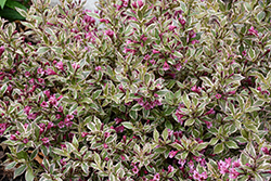 My Monet Purple Effect Weigela (Weigela florida 'Verweig8') at Harvard Nursery