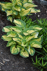 Great Expectations Hosta (Hosta 'Great Expectations') at Harvard Nursery