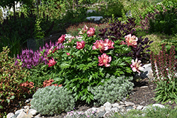 Julia Rose Peony (Paeonia 'Julia Rose') at Harvard Nursery