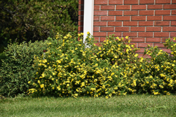 Goldfinger Potentilla (Potentilla fruticosa 'Goldfinger') at Harvard Nursery